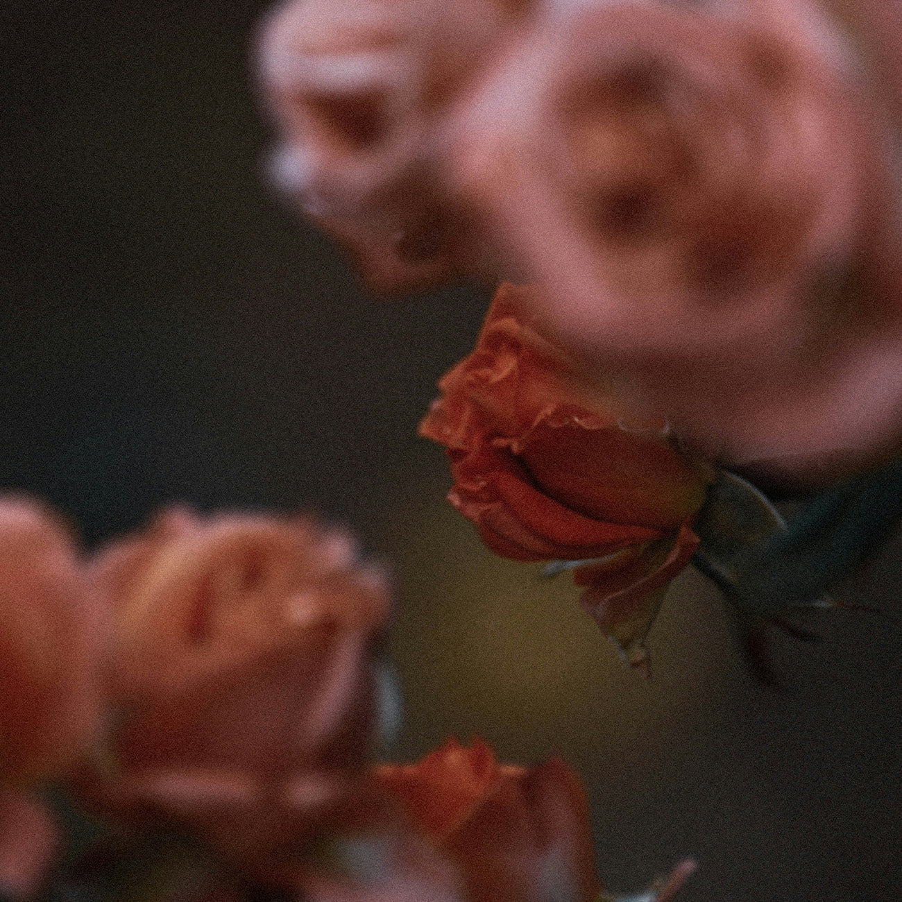 1397 Enchanted｜50ML